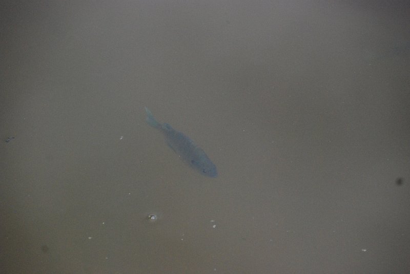 DSC_4958.JPG